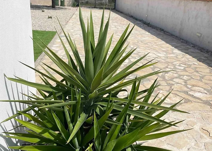 Korina Drliceve Kuce